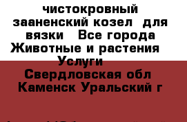 чистокровный зааненский козел  для вязки - Все города Животные и растения » Услуги   . Свердловская обл.,Каменск-Уральский г.